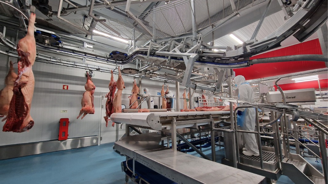 Pork carcass processing and handling line inside a modern facility
