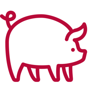 Pig Icon